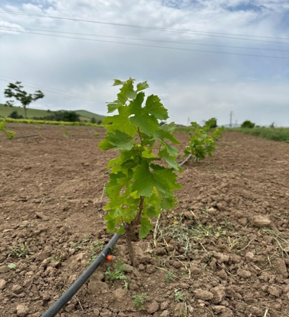 Экономический анализ систем капельного и бороздкового орошения при строительстве сада.